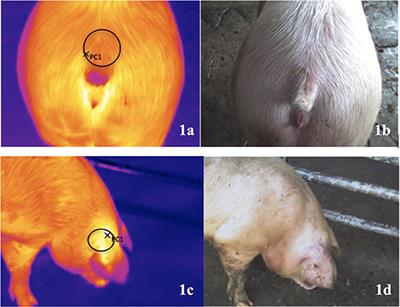 Skin Temperature of Slaughter Pigs With Tail Lesions